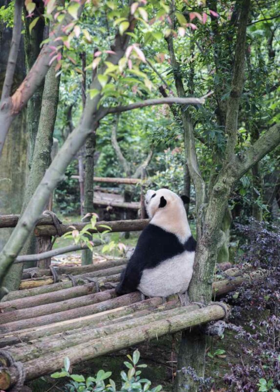 Things to do in Chengdu - it ain't all about the Panda's!
