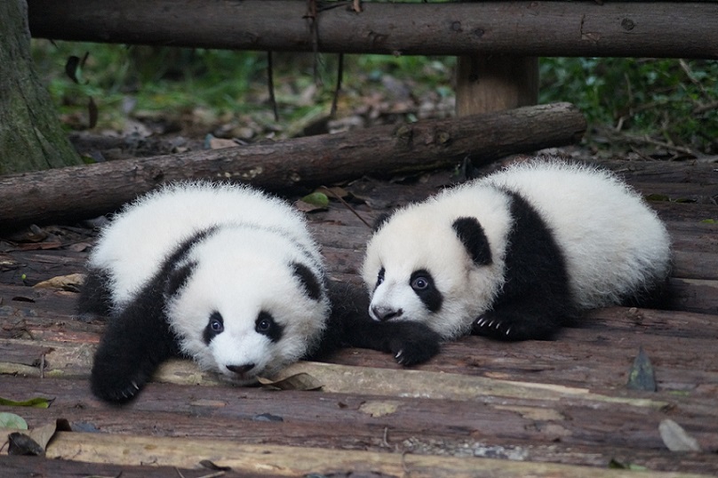 Chengdu Pandas - whatever the weather, you'll often see them doing this