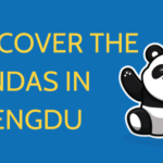 Discover the Pandas in Chengdu || Where Can You Find Them in 2024? Thumbnail