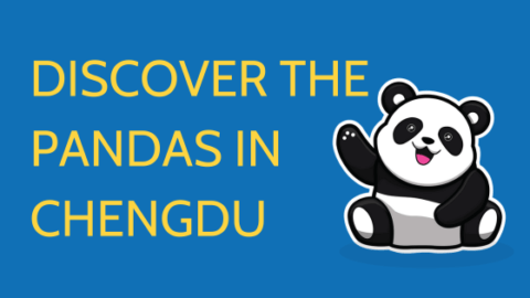 Discover the Pandas in Chengdu || Where Can You Find Them? Thumbnail